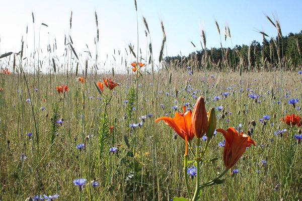 Niedersachsen mit Hamburg