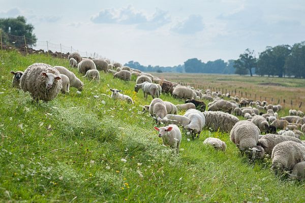 Niedersachsen mit Hamburg